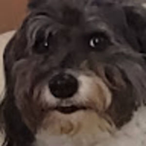 Meet your Posher, Consignium